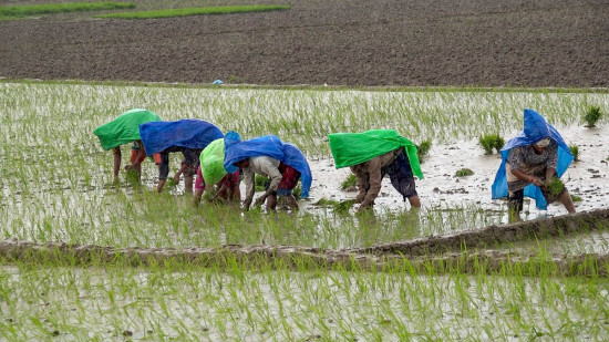 वर्षा नहुँदा पर्साको रोपाइँ ३५ प्रतिशत मात्र